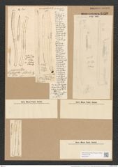 Nitzschia sigmoidea (Nitzsch.) W. Sm. (de-Toni-Nr.: Genus 47, Species 2093) Zeichnungen Sammlung Grunow Nr. 4159 (NHMW-BOT-W0372047)